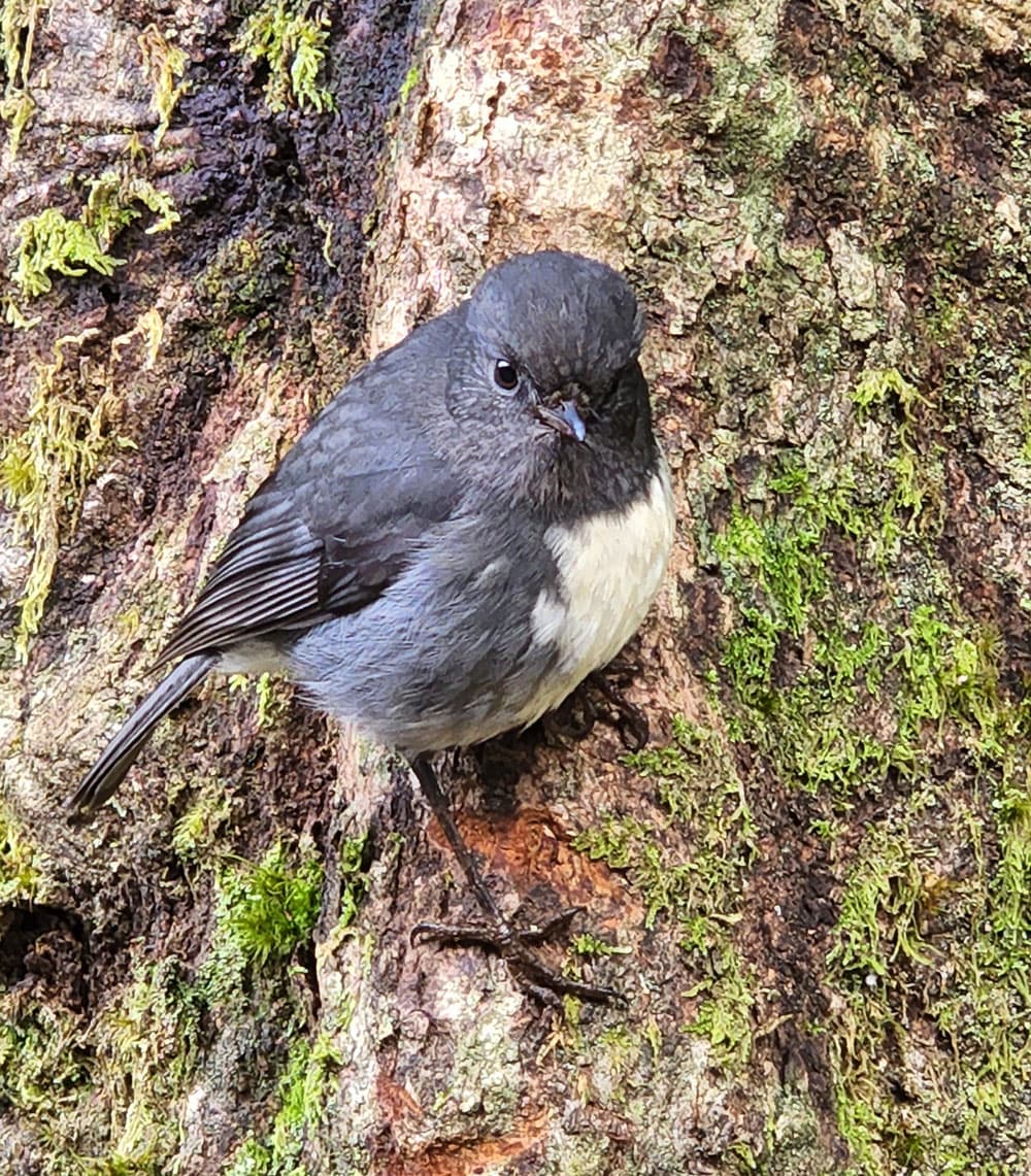 The adorable New Zealand Robin