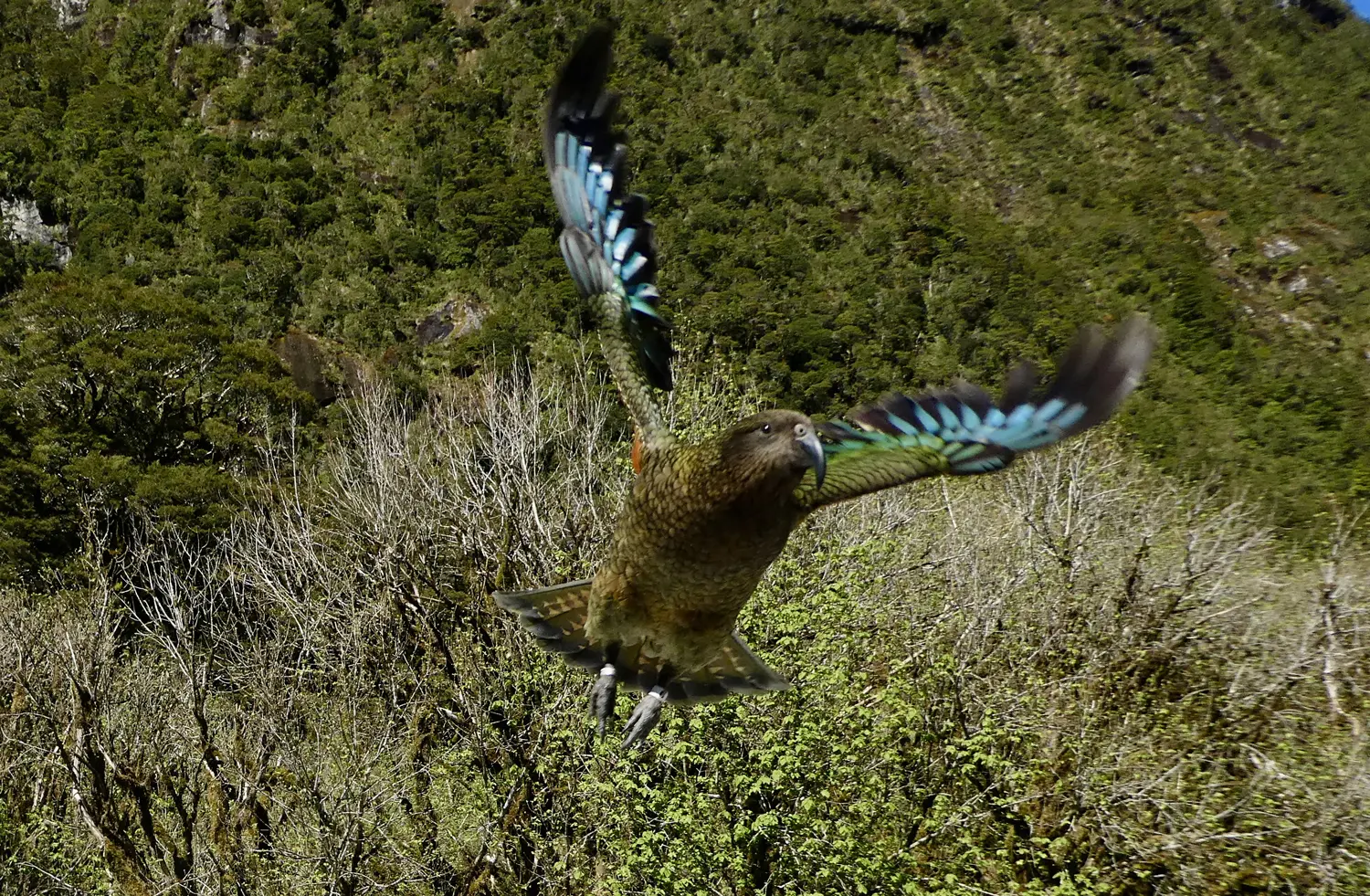 A kea in full flight photographed by Fiordland Tours guest, Richard Knight.